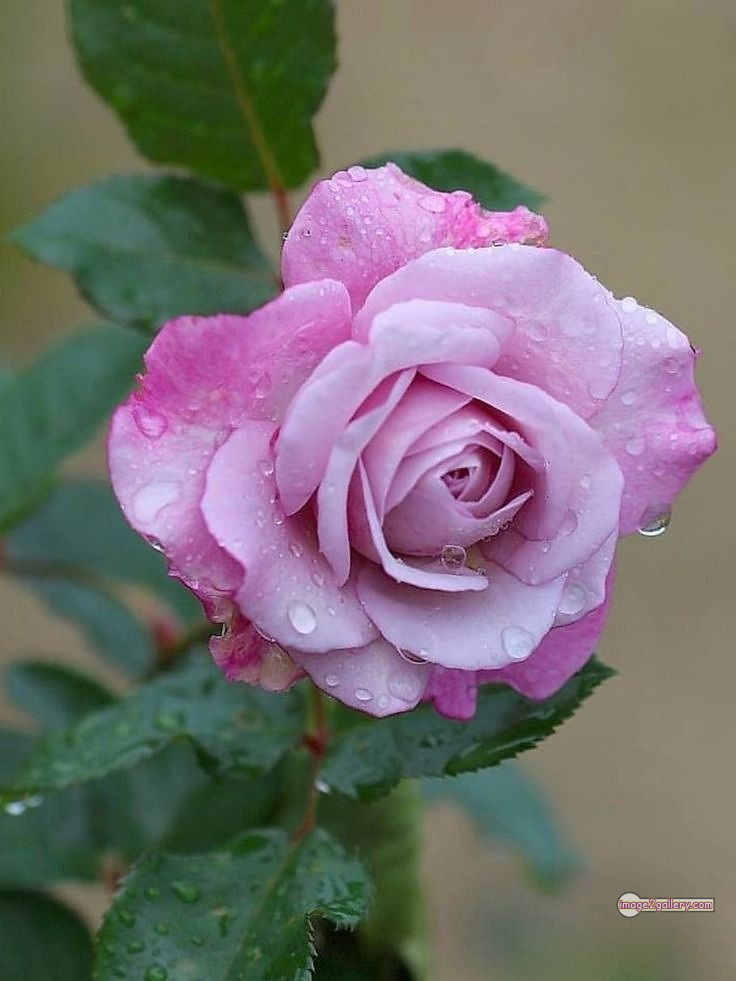 3300+ Beautiful Rose Flowers Image | Rose Flower HD Pic Download | 1572 gulab ka phool -(10)