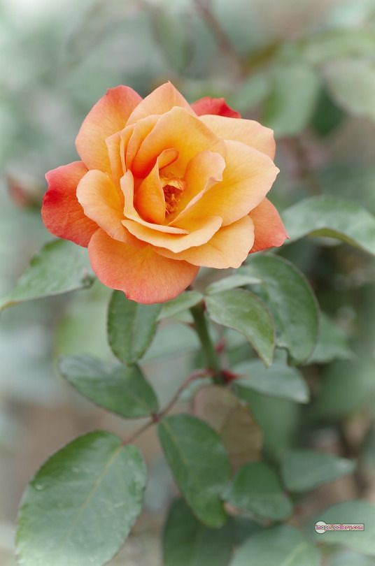 3300+ Beautiful Rose Flowers Image | Rose Flower HD Pic Download | 2240 gulab ka phool -(11)