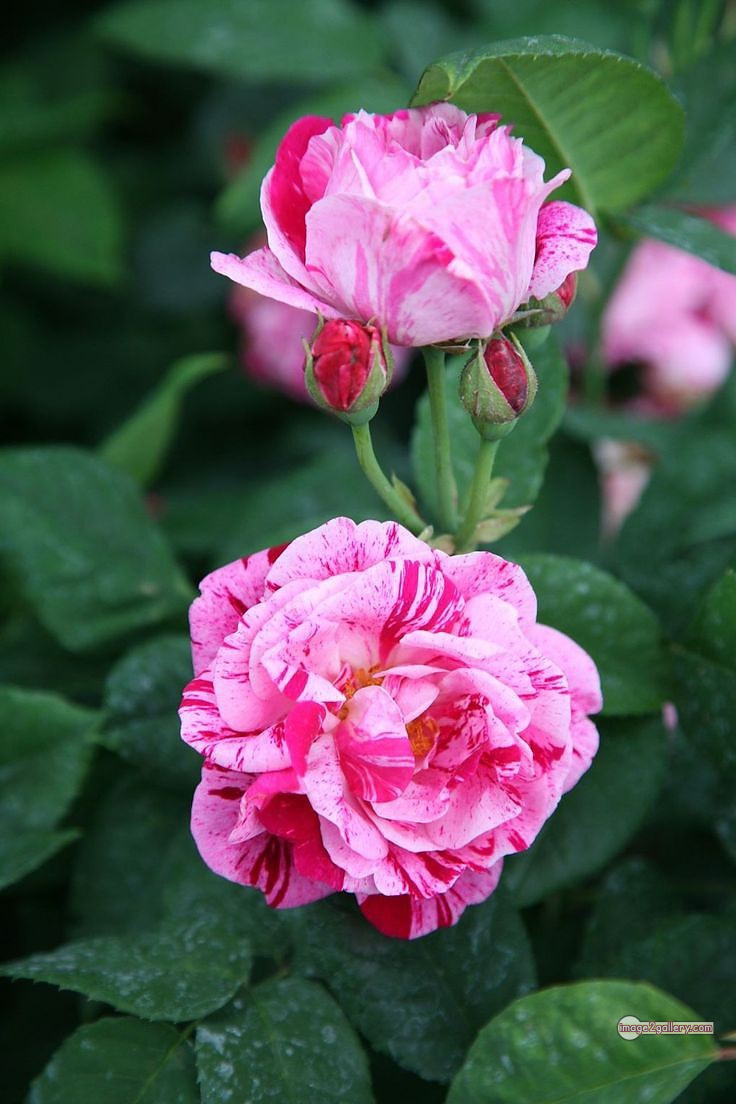 3300+ Beautiful Rose Flowers Image | Rose Flower HD Pic Download | 2243 gulab ka phool -(13)