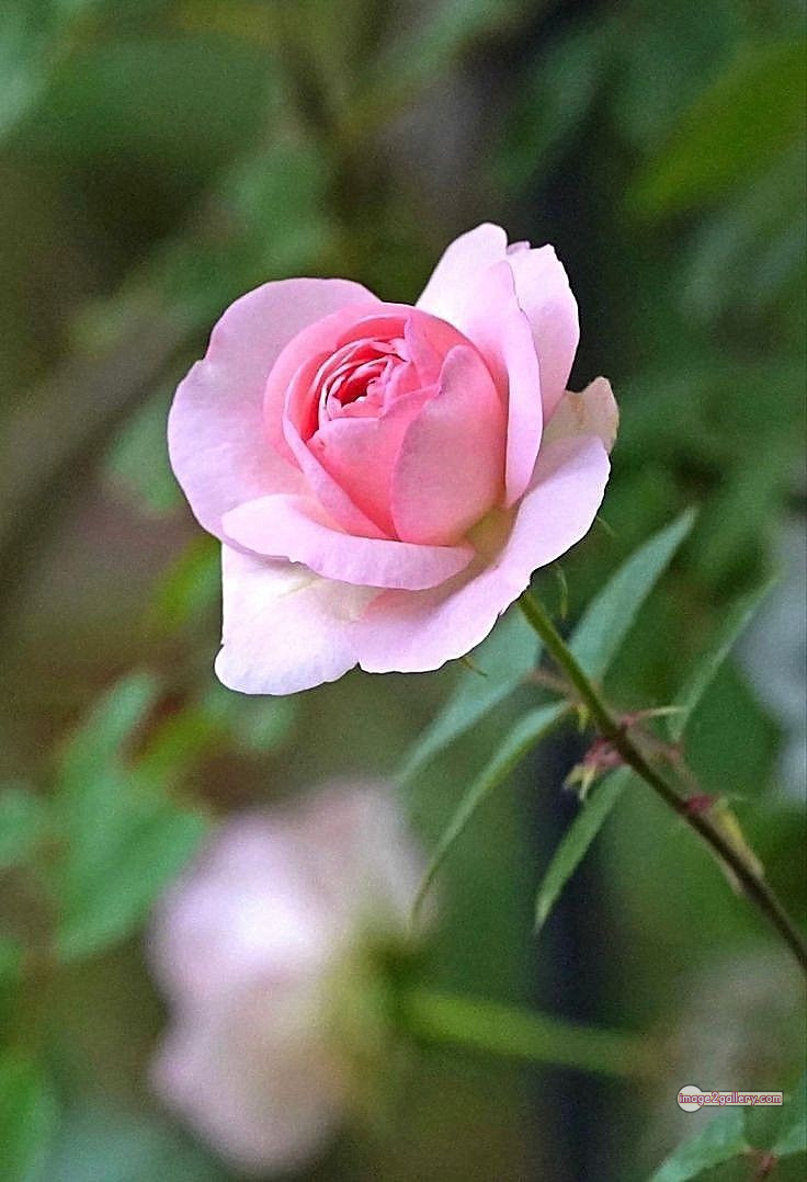 3300+ Beautiful Rose Flowers Image | Rose Flower HD Pic Download | 2242 gulab ka phool -(14)