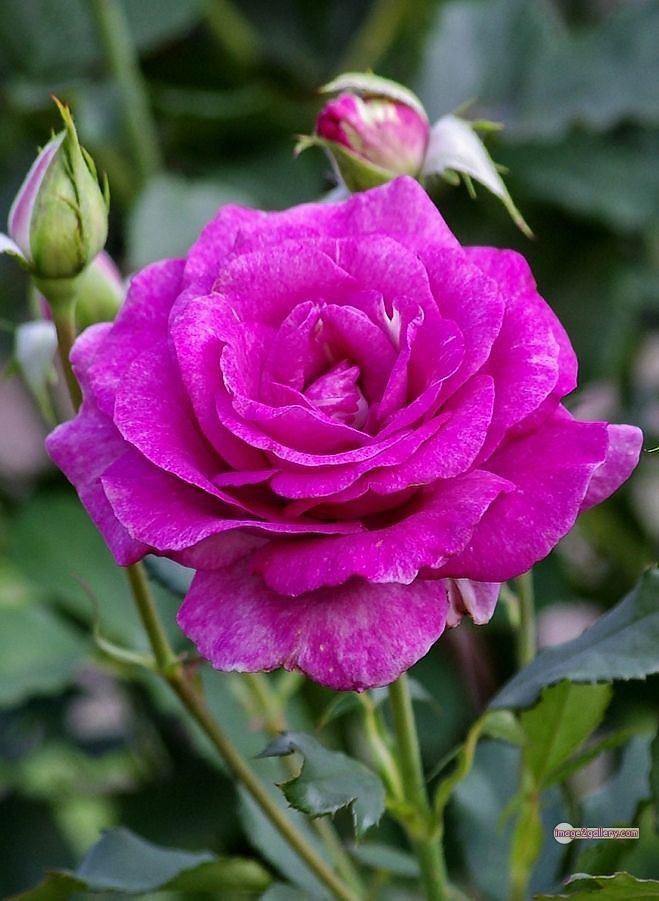 3300+ Beautiful Rose Flowers Image | Rose Flower HD Pic Download | 1253 gulab ka phool -(15)