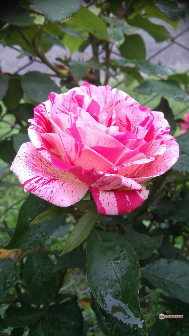 3300+ Beautiful Rose Flowers Image | Rose Flower HD Pic Download | 1257 gulab ka phool -(16)