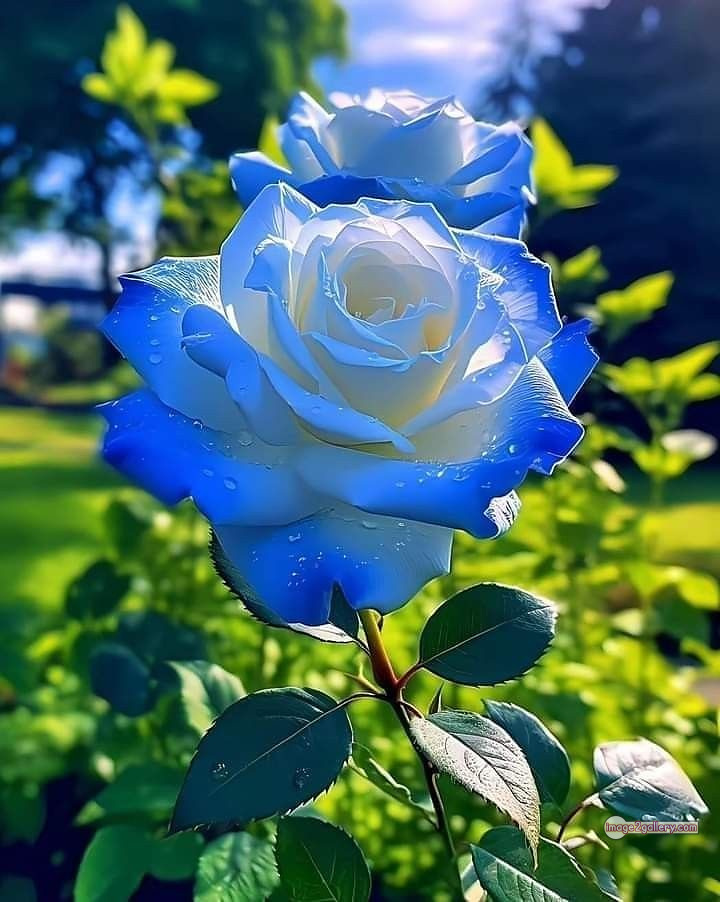 3300+ Beautiful Rose Flowers Image | Rose Flower HD Pic Download | 1204 gulab ka phool -(2)