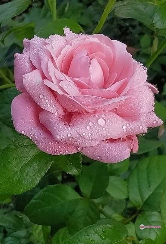 3300+ Beautiful Rose Flowers Image | Rose Flower HD Pic Download | 2296 gulab ka phool -(20)