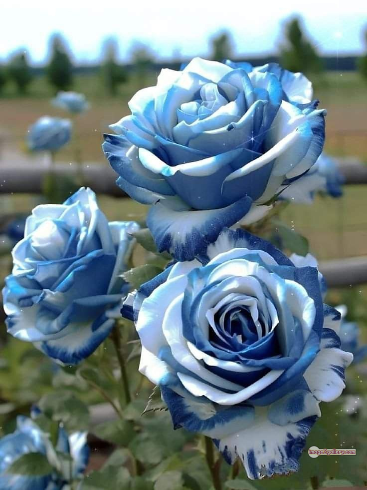 3300+ Beautiful Rose Flowers Image | Rose Flower HD Pic Download | 579 gulab ka phool -(22)
