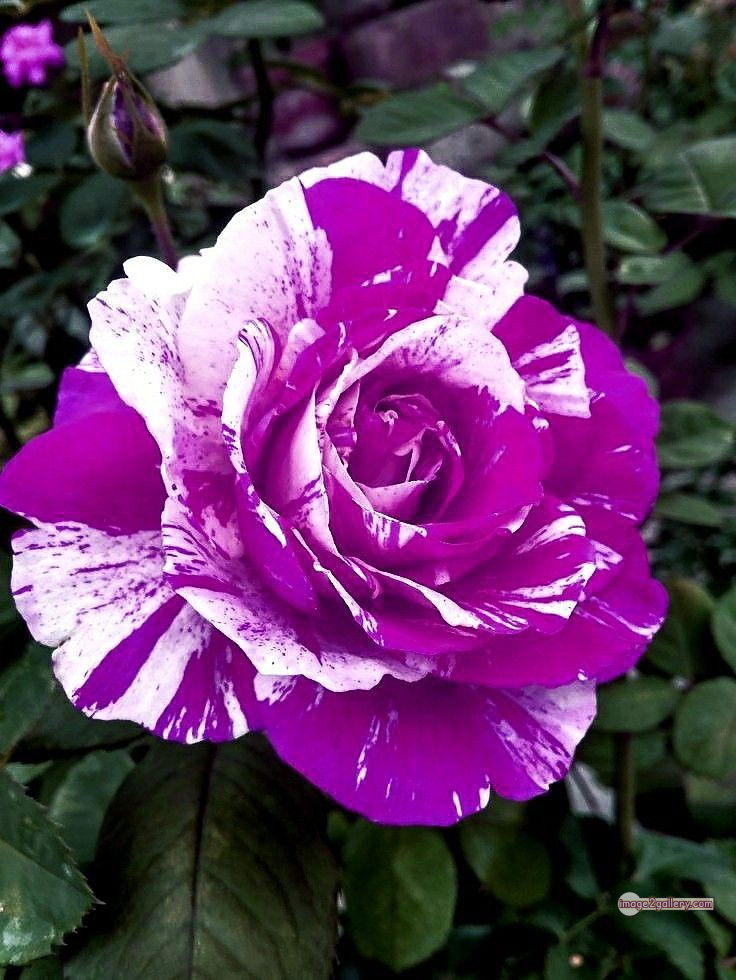 3300+ Beautiful Rose Flowers Image | Rose Flower HD Pic Download | 1256 gulab ka phool -(23)