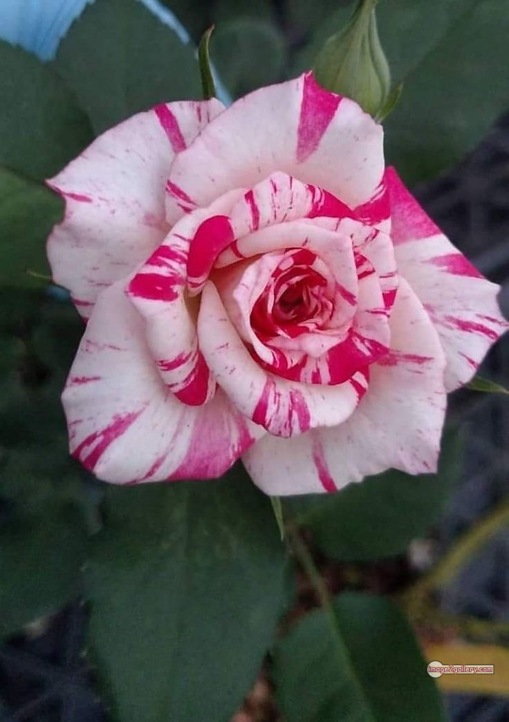 3300+ Beautiful Rose Flowers Image | Rose Flower HD Pic Download | 578 gulab ka phool -(26)