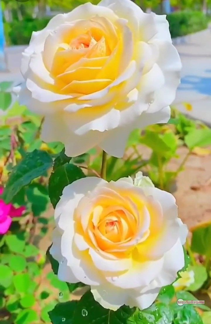 3300+ Beautiful Rose Flowers Image | Rose Flower HD Pic Download | 2294 gulab ka phool -(28)