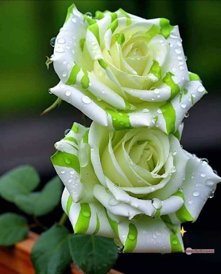 3300+ Beautiful Rose Flowers Image | Rose Flower HD Pic Download | 638 gulab ka phool -(29)