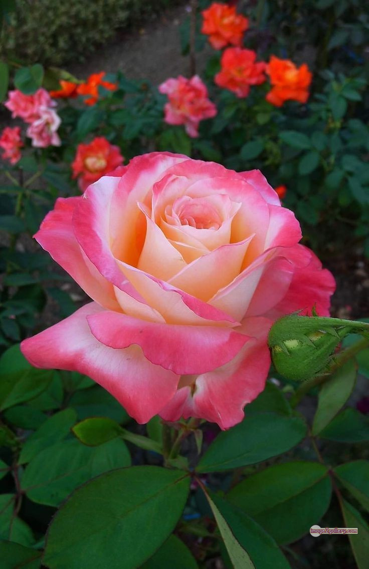 3300+ Beautiful Rose Flowers Image | Rose Flower HD Pic Download | 2292 gulab ka phool -(3)