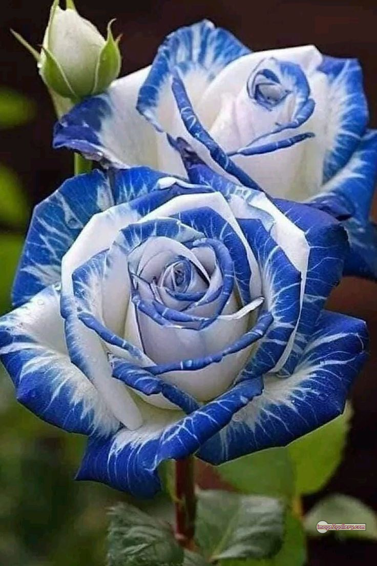 3300+ Beautiful Rose Flowers Image | Rose Flower HD Pic Download | 1571 gulab ka phool -(30)