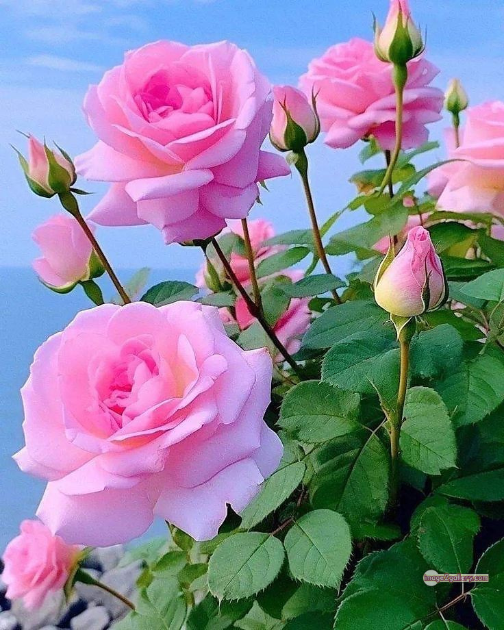 3300+ Beautiful Rose Flowers Image | Rose Flower HD Pic Download | 2193 gulab ka phool -(32)