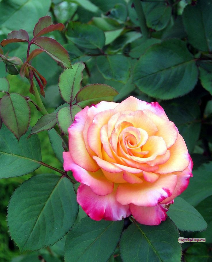 3300+ Beautiful Rose Flowers Image | Rose Flower HD Pic Download | 1665 gulab ka phool -(40)