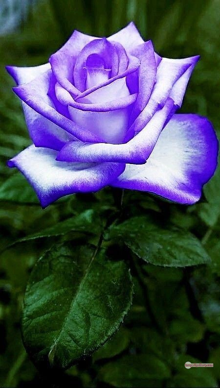 3300+ Beautiful Rose Flowers Image | Rose Flower HD Pic Download | 728 gulab ka phool -(41)