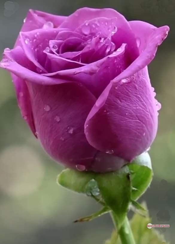 3300+ Beautiful Rose Flowers Image | Rose Flower HD Pic Download | 729 gulab ka phool -(42)