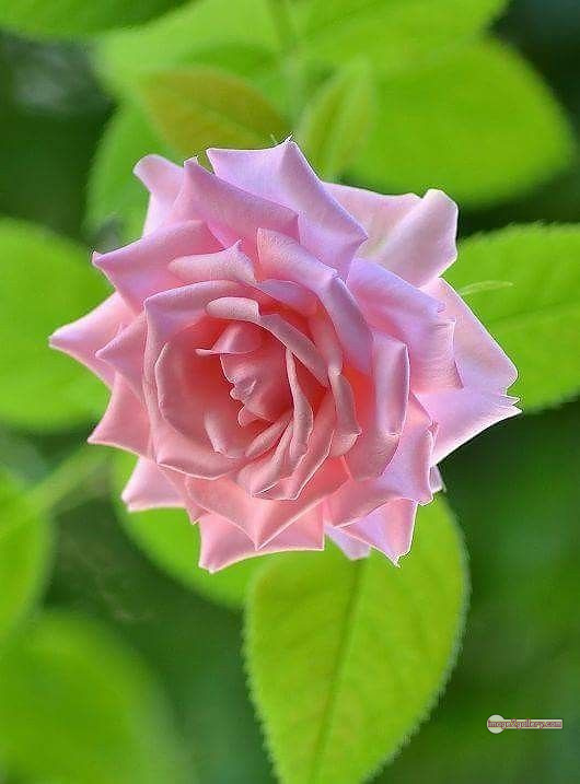 3300+ Beautiful Rose Flowers Image | Rose Flower HD Pic Download | 2195 gulab ka phool -(45)