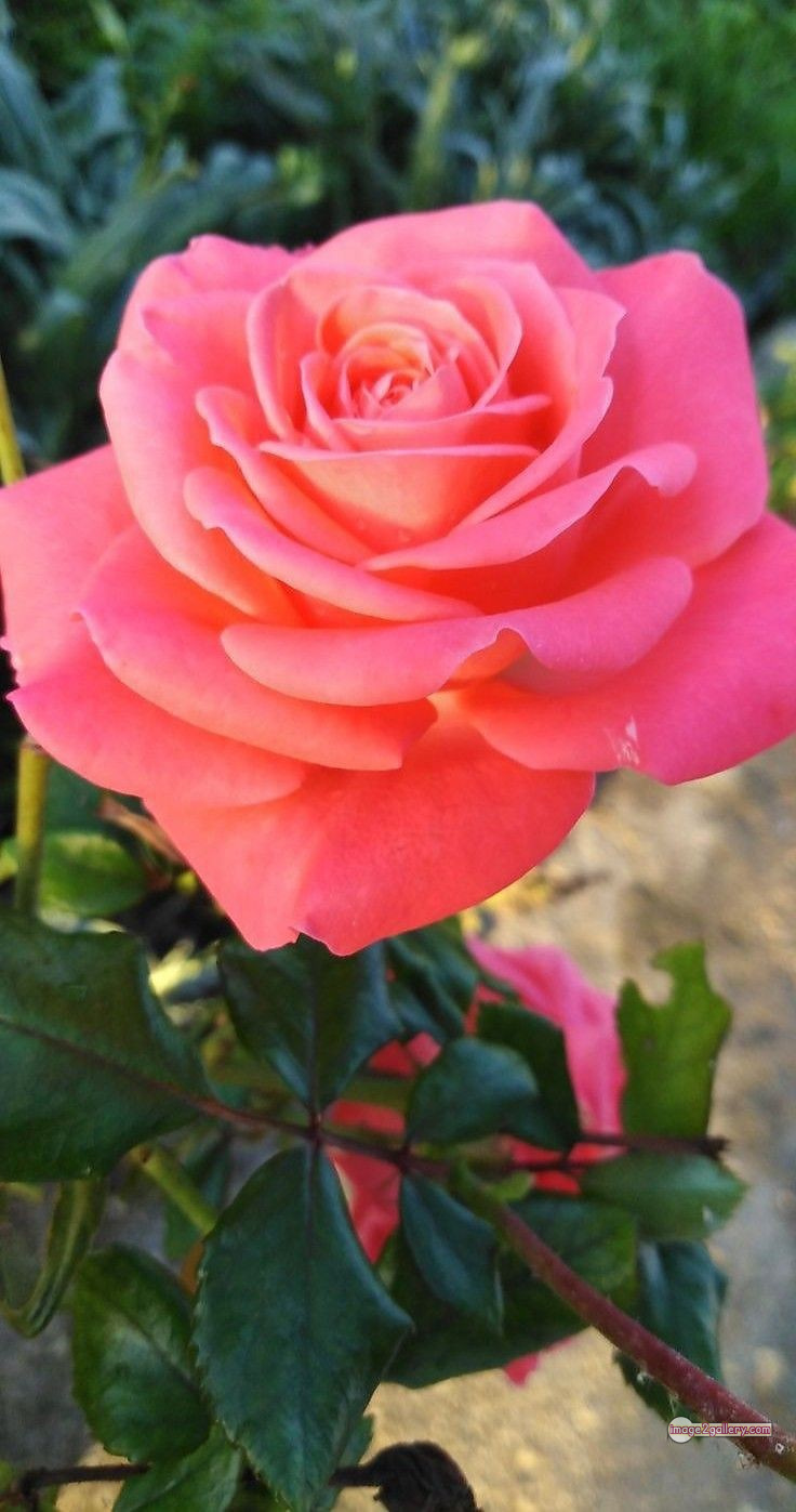 3300+ Beautiful Rose Flowers Image | Rose Flower HD Pic Download | 2320 gulab ka phool -(46)