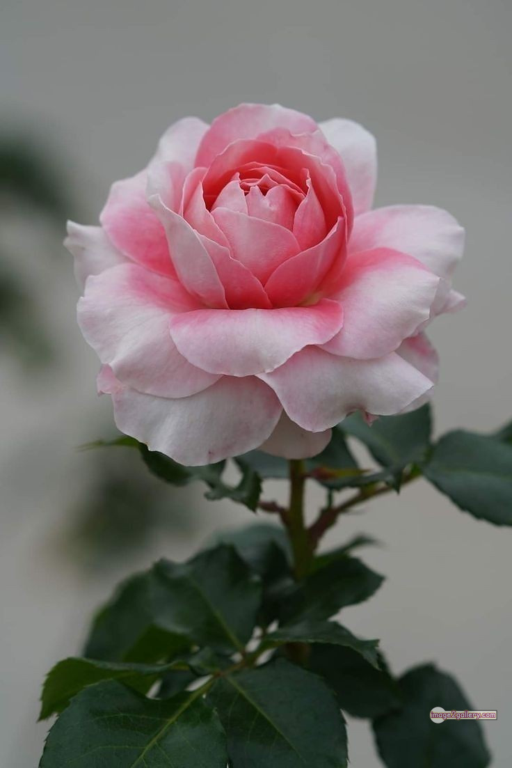 3300+ Beautiful Rose Flowers Image | Rose Flower HD Pic Download | 2255 gulab ka phool -(47)