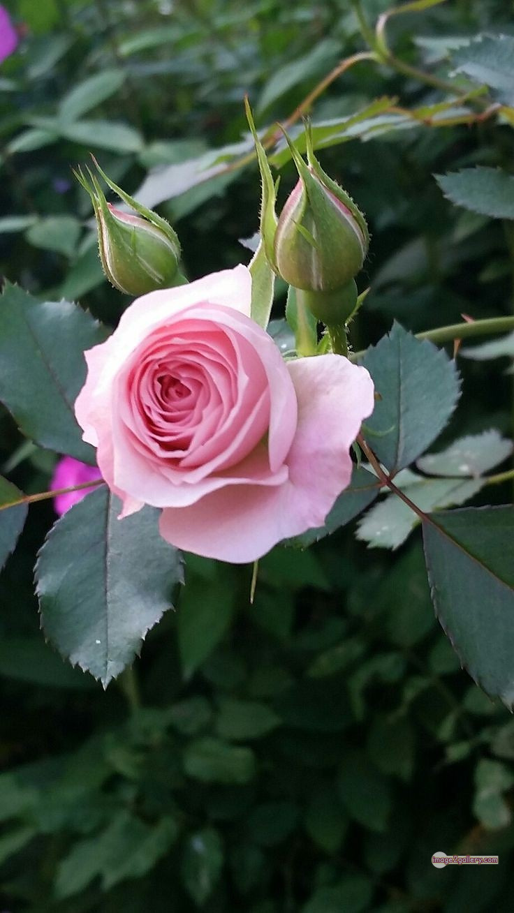 3300+ Beautiful Rose Flowers Image | Rose Flower HD Pic Download | 1663 gulab ka phool -(48)