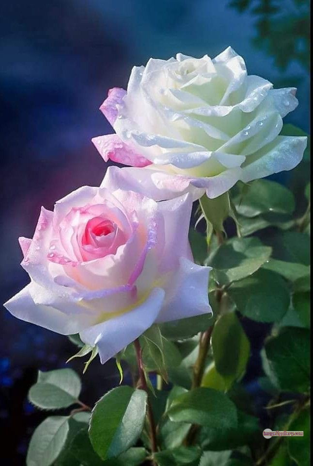 3300+ Beautiful Rose Flowers Image | Rose Flower HD Pic Download | 1664 gulab ka phool -(52)