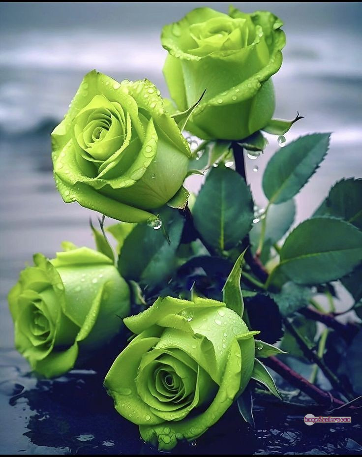 3300+ Beautiful Rose Flowers Image | Rose Flower HD Pic Download | 900 gulab ka phool -(53)