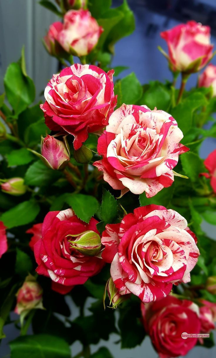 3300+ Beautiful Rose Flowers Image | Rose Flower HD Pic Download | 899 gulab ka phool -(55)