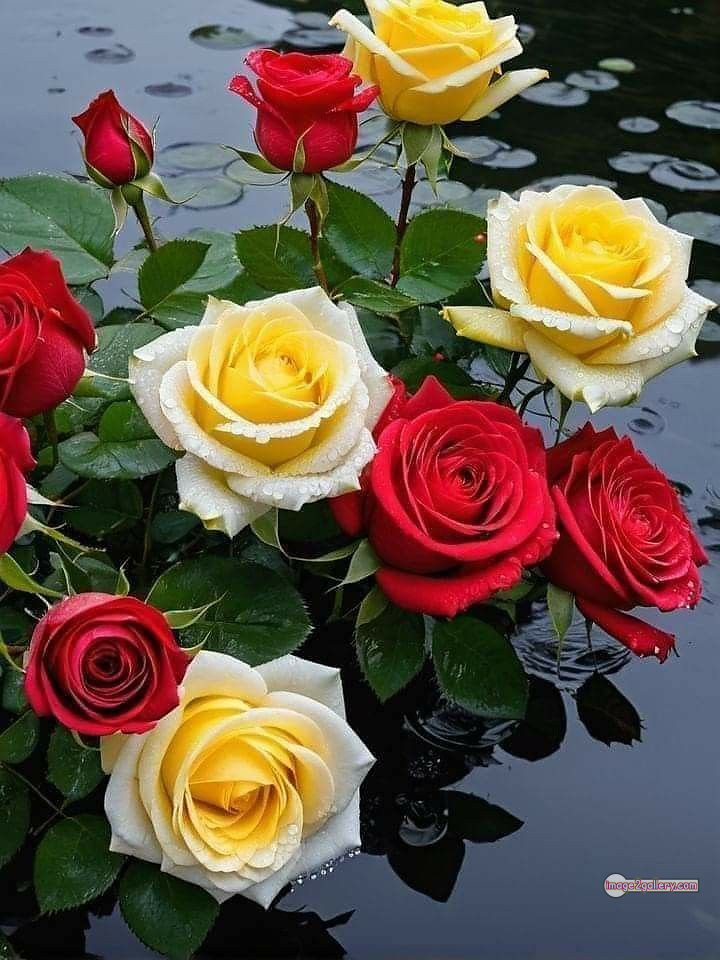 3300+ Beautiful Rose Flowers Image | Rose Flower HD Pic Download | 1031 gulab ka phool -(57)