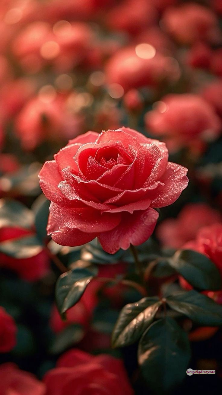 3300+ Beautiful Rose Flowers Image | Rose Flower HD Pic Download | 1705 gulab ka phool -(64)