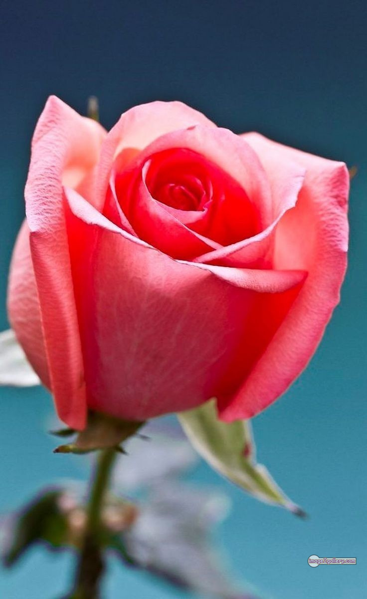 3300+ Beautiful Rose Flowers Image | Rose Flower HD Pic Download | 2182 gulab ka phool -(68)