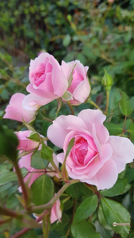3300+ Beautiful Rose Flowers Image | Rose Flower HD Pic Download | 2181 gulab ka phool -(71)