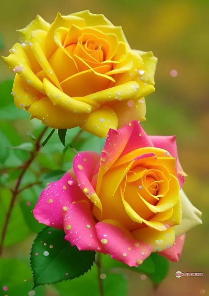 3300+ Beautiful Rose Flowers Image | Rose Flower HD Pic Download | 897 gulab ka phool -(72)