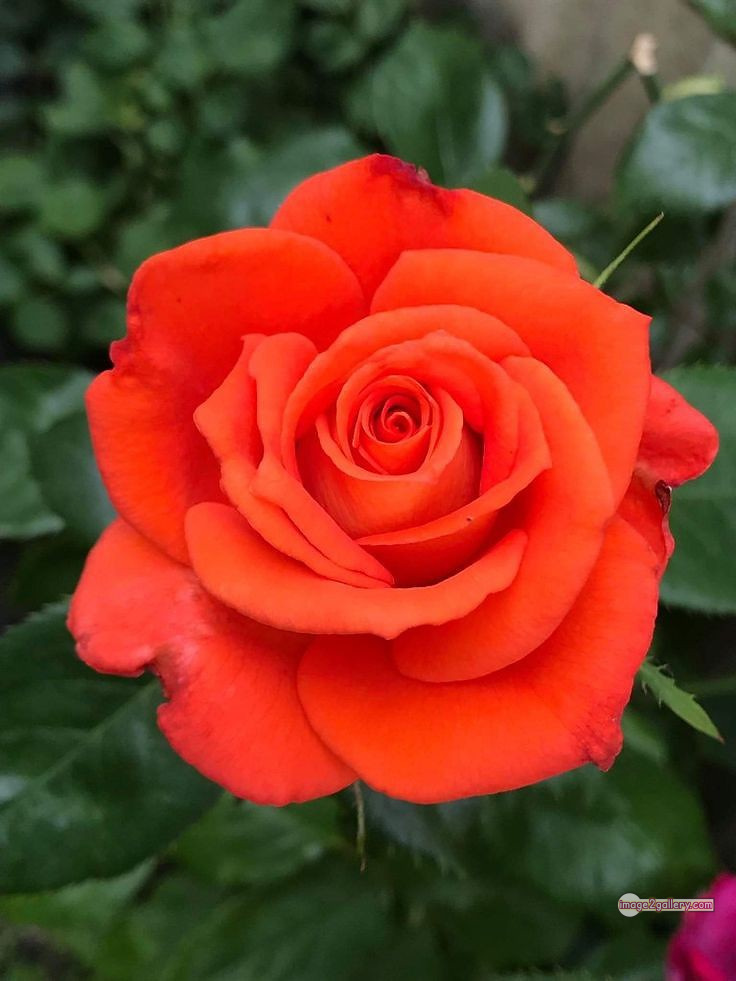 3300+ Beautiful Rose Flowers Image | Rose Flower HD Pic Download | 2247 gulab ka phool -(74)