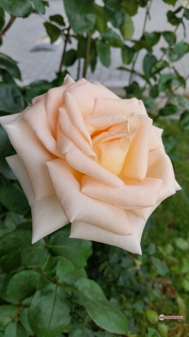 3300+ Beautiful Rose Flowers Image | Rose Flower HD Pic Download | 1668 gulab ka phool -(76)