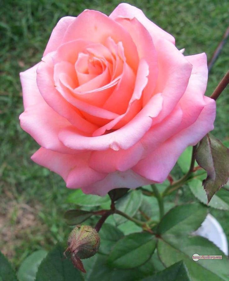 3300+ Beautiful Rose Flowers Image | Rose Flower HD Pic Download | 2179 gulab ka phool -(79)