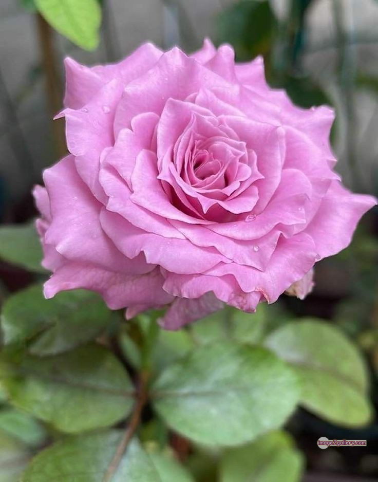 3300+ Beautiful Rose Flowers Image | Rose Flower HD Pic Download | 1763 gulab ka phool -(9)