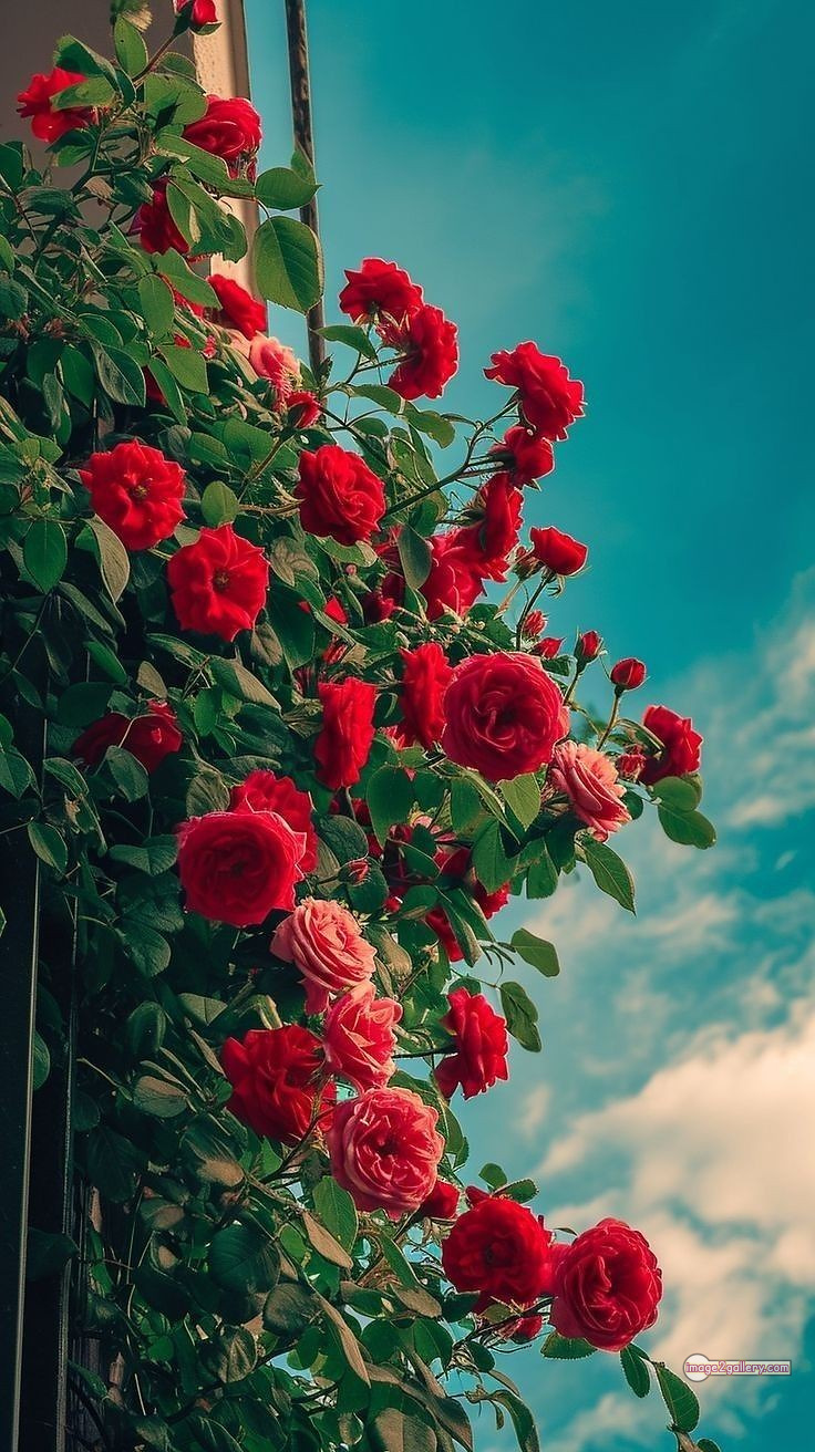 3300+ Beautiful Rose Flowers Image | Rose Flower HD Pic Download | 3066 hd images of red roses -(1)
