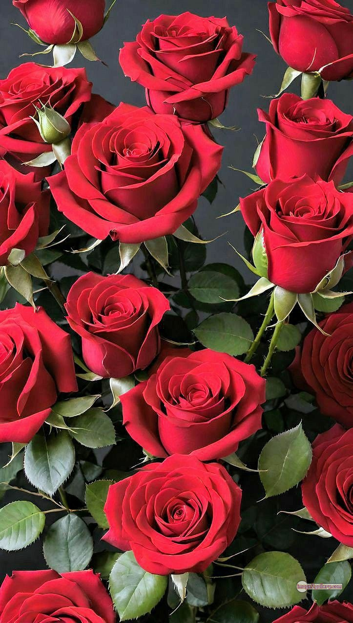 3300+ Beautiful Rose Flowers Image | Rose Flower HD Pic Download | 2970 hd images of red roses -(13)