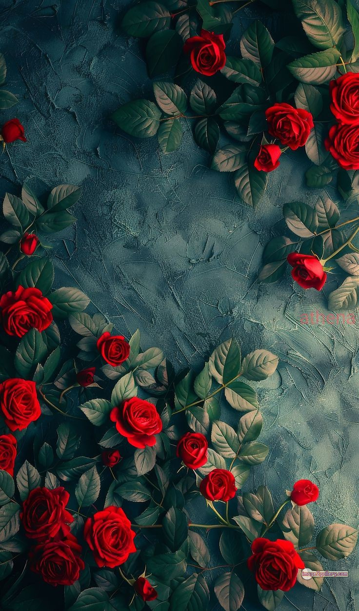 3300+ Beautiful Rose Flowers Image | Rose Flower HD Pic Download | 2974 hd images of red roses -(2)