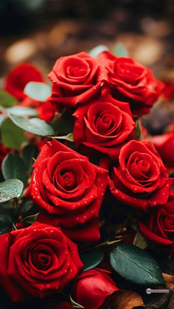 3300+ Beautiful Rose Flowers Image | Rose Flower HD Pic Download | 3013 hd images of red roses -(8)