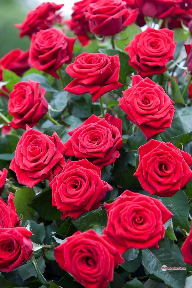 3300+ Beautiful Rose Flowers Image | Rose Flower HD Pic Download | 358 hd images of red roses -(9)