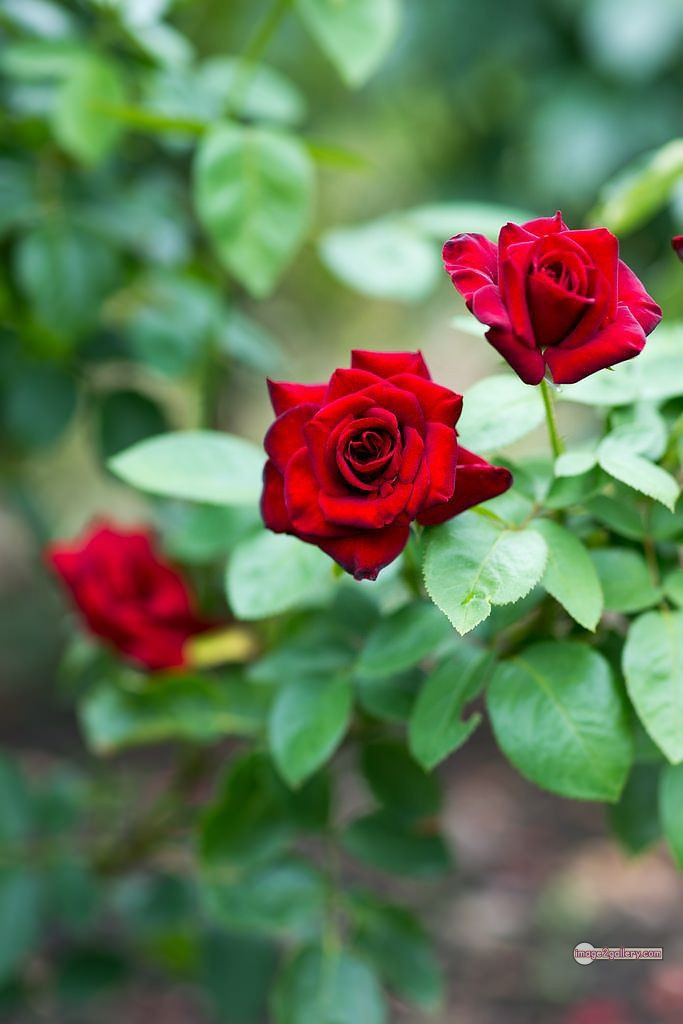 3300+ Beautiful Rose Flowers Image | Rose Flower HD Pic Download | 772 hd pic of red rose -(10)