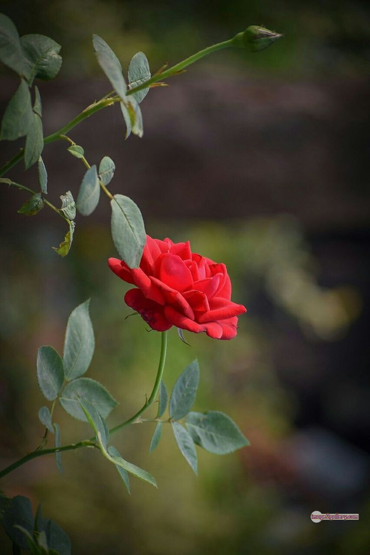 3300+ Beautiful Rose Flowers Image | Rose Flower HD Pic Download | 2967 hd pic of red rose -(11)