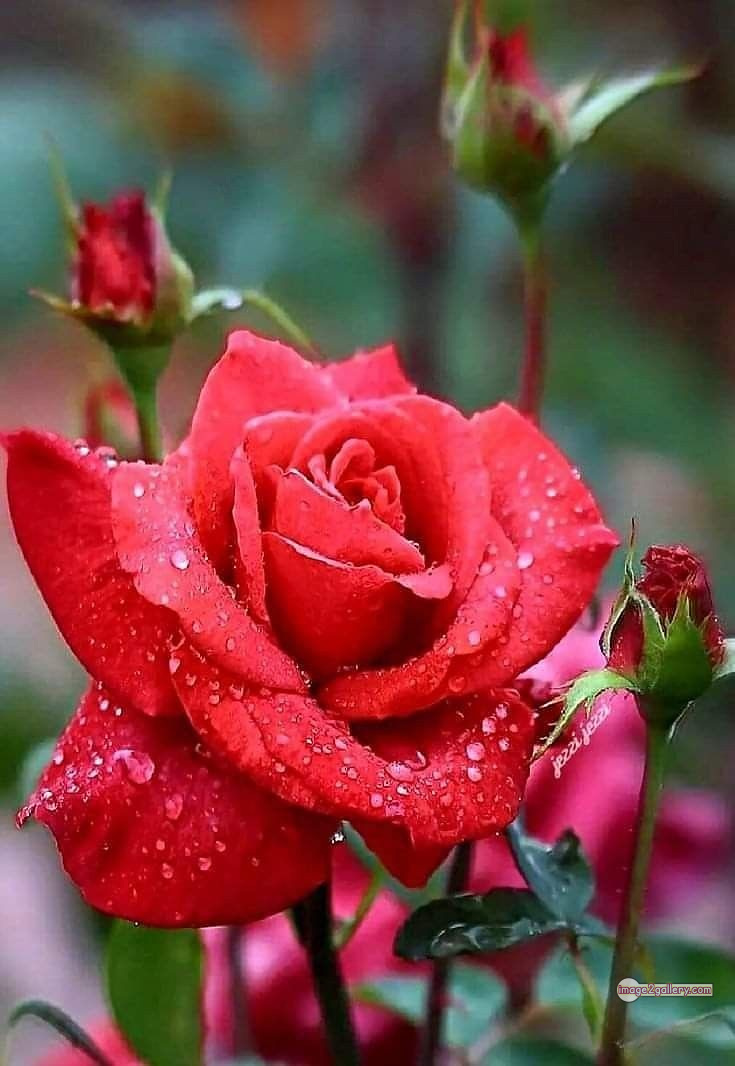 3300+ Beautiful Rose Flowers Image | Rose Flower HD Pic Download | 75 hd pic of red rose -(13)