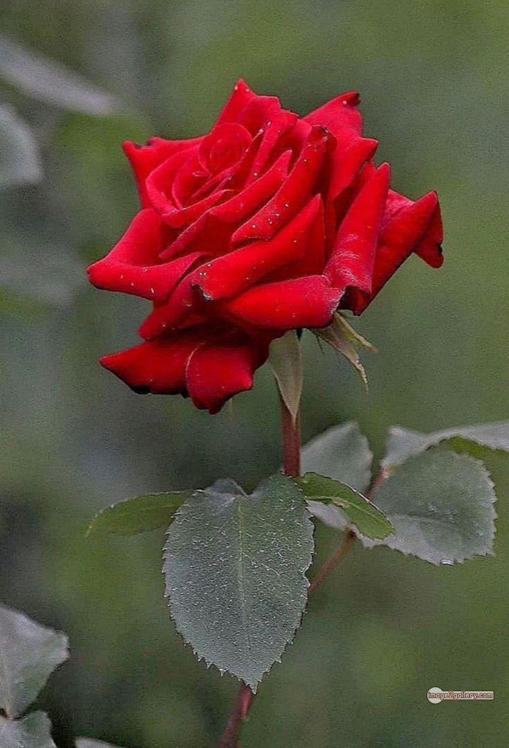 3300+ Beautiful Rose Flowers Image | Rose Flower HD Pic Download | 3014 hd pic of red rose -(3)