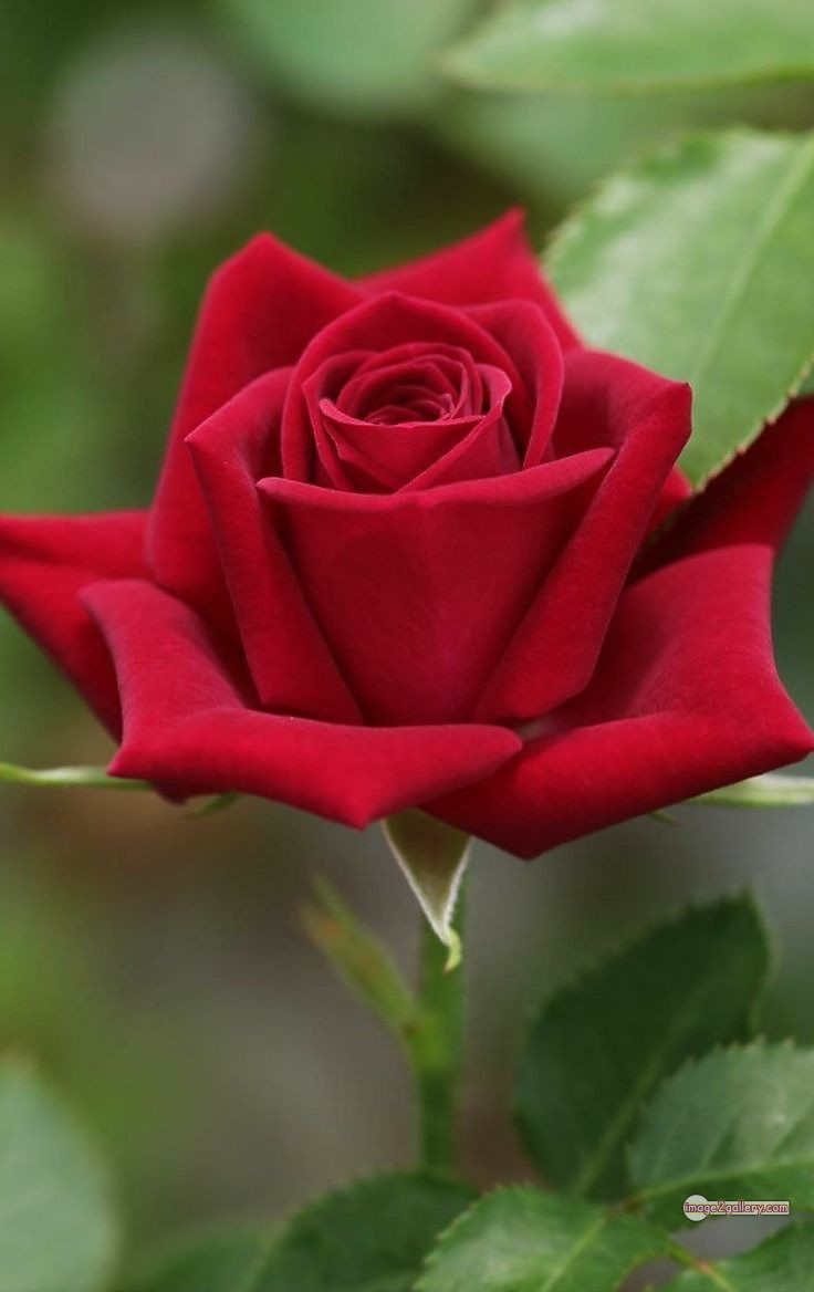 3300+ Beautiful Rose Flowers Image | Rose Flower HD Pic Download | 1136 hd pic of red rose -(5)