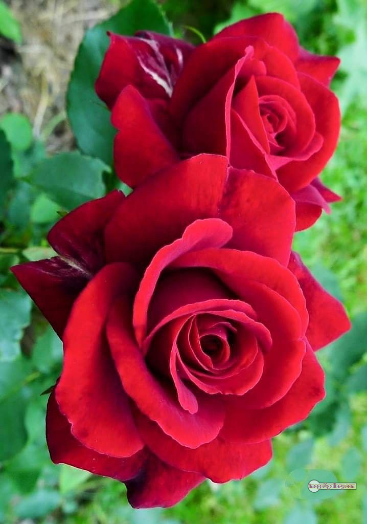 3300+ Beautiful Rose Flowers Image | Rose Flower HD Pic Download | 2832 hd pic of red rose -(7)