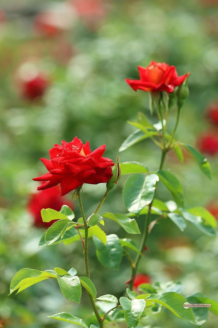 3300+ Beautiful Rose Flowers Image | Rose Flower HD Pic Download | 701 hd pic of red rose -(8)