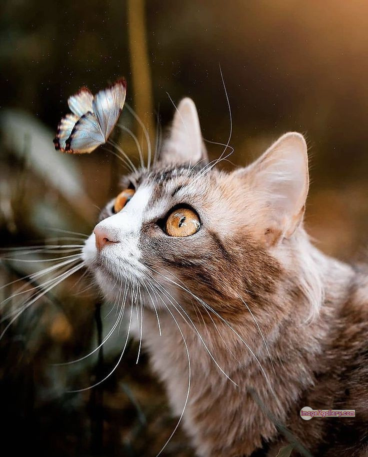 800+ Cute Cate Photos Download | Beautiful Cute Cat Images | 485 hilarious cat photos -(11)