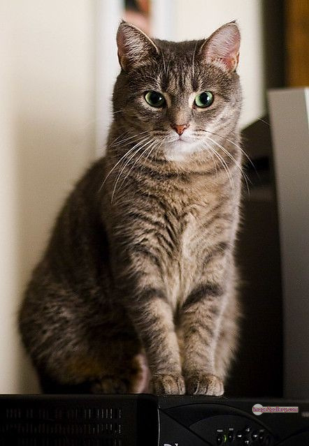 800+ Cute Cate Photos Download | Beautiful Cute Cat Images | 483 hilarious cat photos -(12)