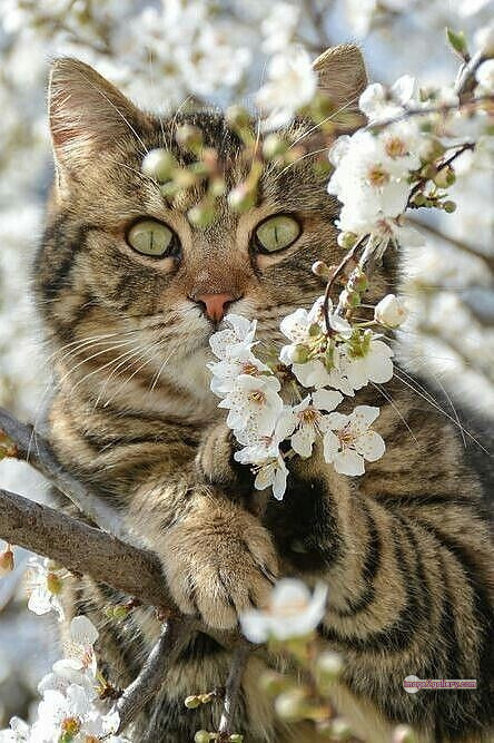 800+ Cute Cate Photos Download | Beautiful Cute Cat Images | 533 hilarious cat photos -(13)